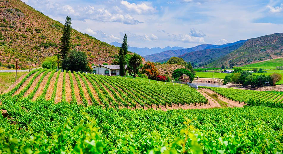 Promenade panoramique à travers les vignobles du Cap